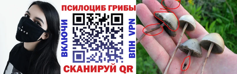 Псилоцибиновые грибы Psilocybine cubensis  Барнаул 